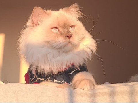 Yetişkin şecereli british longhair as1133 erkek