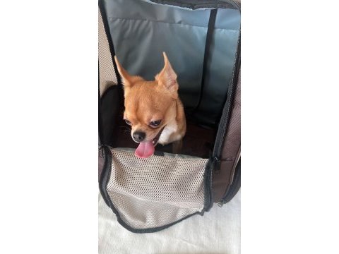 Chihuahua 8 aylık çipli erkek yavrumuz