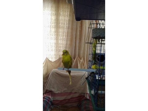 Dişi ve erkek çift muhabbet kuşu yumurtaları ile