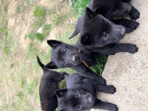 Solid black alman çoban köpeği