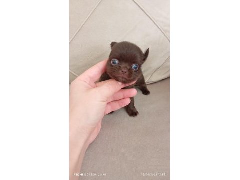 Safkan bir erkek chihuahua