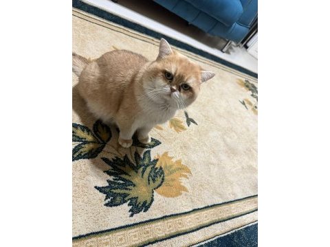 Premium kalite golden british shorthair