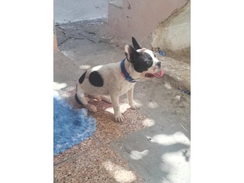 İzmir french bulldog köpeği
