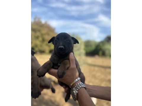 1 haftaya teslim belçika malinos bebekler