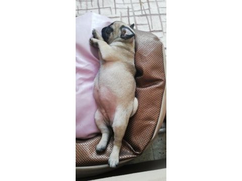 Yavru pug mops