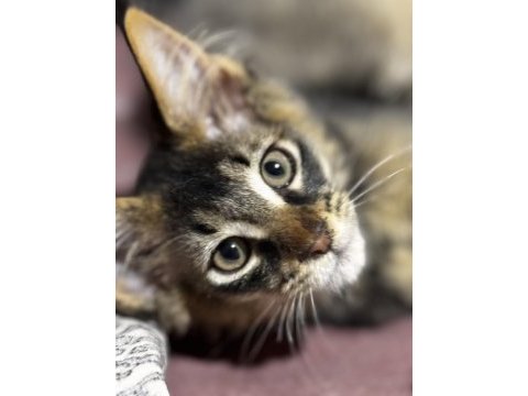 Kalitenin adresi big claw - maine coon
