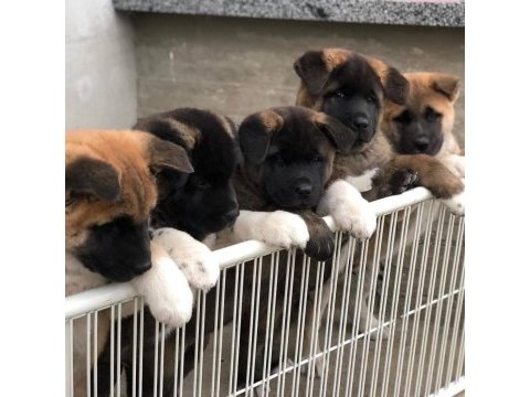 Show kalite amerikan akita yavrularımız