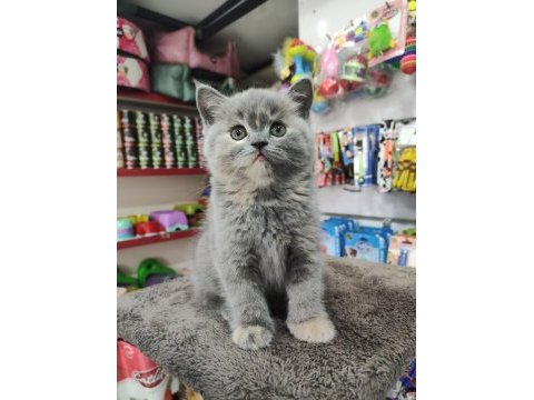 British shorthair 2 aylık bebek dişi