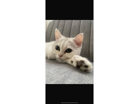 Silver erkek ve dişi kedimiz