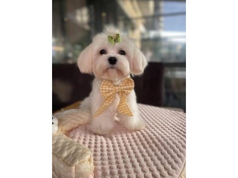 Kore kan maltese köpeği