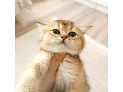 British shorthair yavruları teslime hazir