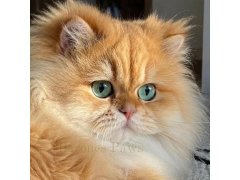 Neslinin en iyisi golden ny12 longhair british yavrular