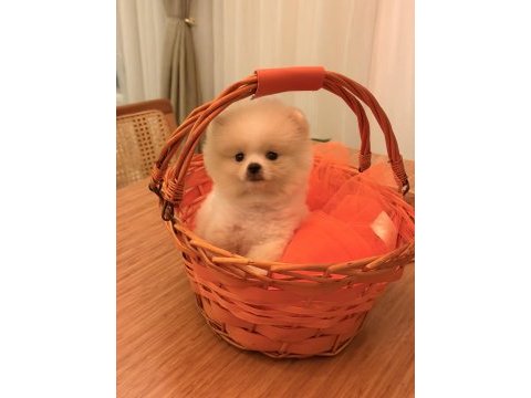 Baby pomeranian boo mini boy