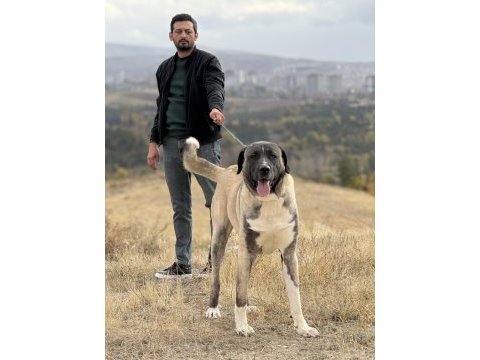 Kangal köpeğimizi sahipledirme