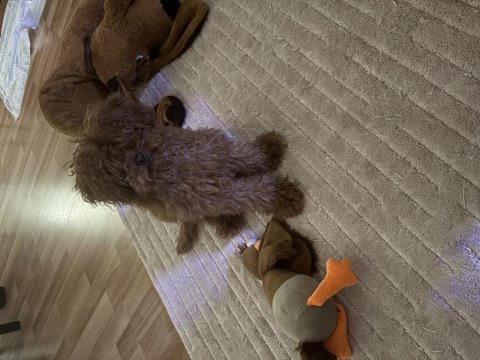 4 aylık dişi red brown toy poodle