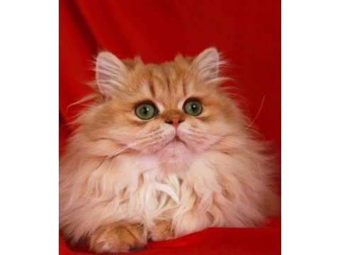 Blh by11 british longhair elite