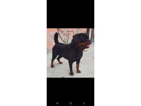 A şecereli üretim izinli yetişkin dişi rottweiler