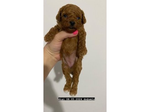 Toy poodle bebekler
