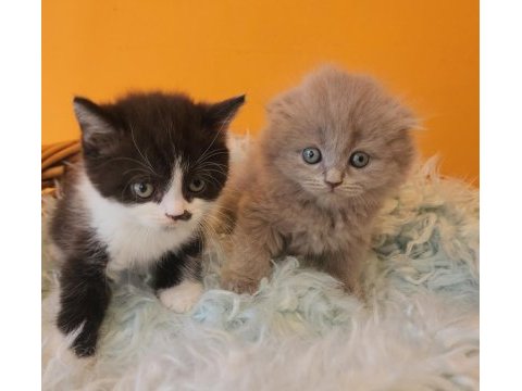 Bsh ve sflh dişi ve erkek yavru kediler izmir