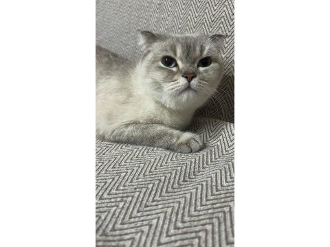 Kedimize ömürlük yuva arıyorum