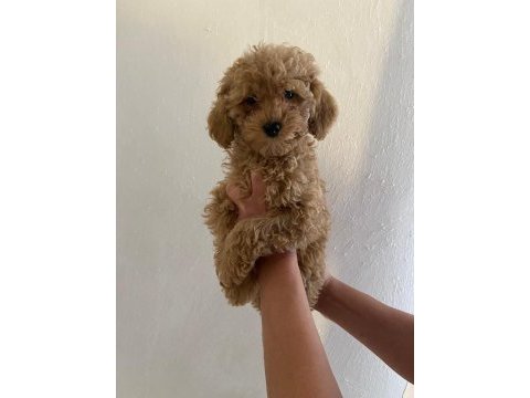 Maltipoo bebekler