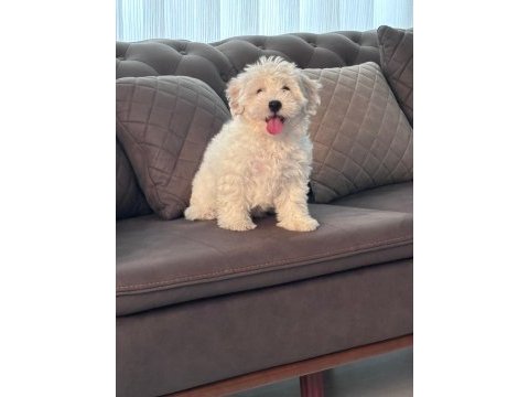 4 aylık erkek maltipoo yavrum tam çiş eğimli pede yapıyor