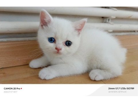 Kardeş british shorthair kediler
