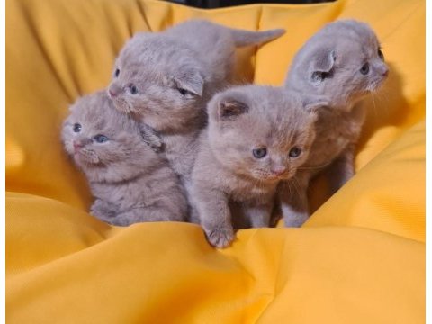 Scottish fold yavru