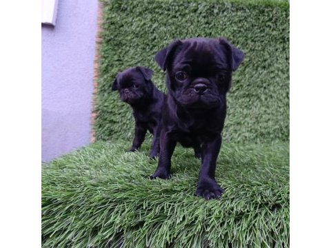 Siyah lekesiz pug mops