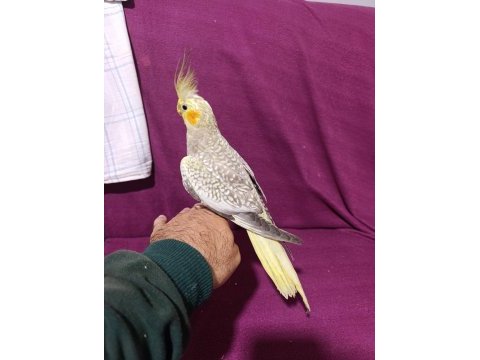 3 aylık yavru sultan papağanlar