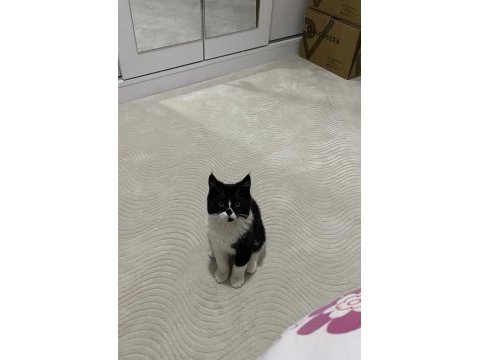 4,5 aylık british shorthair erkek maskeli oğlum