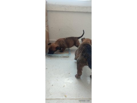 40 günlük dişi erkek malinois
