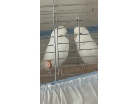 Beyaz muhabbet kuşu df jumbo