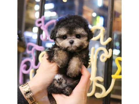 Korean export phantom toy poodle