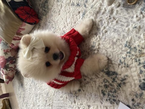 Pomeranian boo yavrumuz