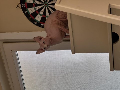 Sfenks pembe erkek kedi