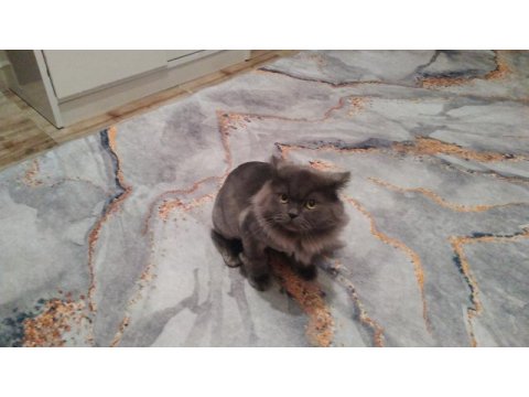British longhair 1 yaşında