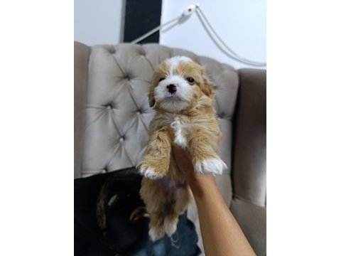 Sevimli maltipoo bebekler