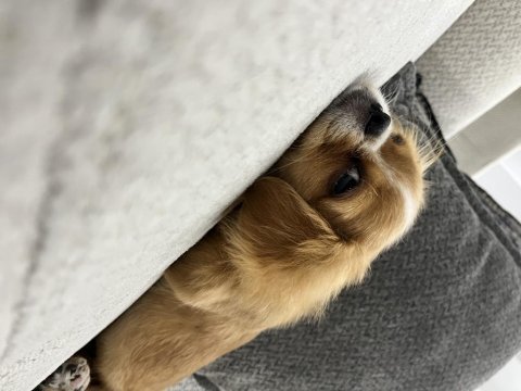 4 aylık minik köpeğimizi sahiplendiriyoruz