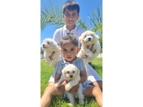 Safkan maltese terrıer (malta köpeği)