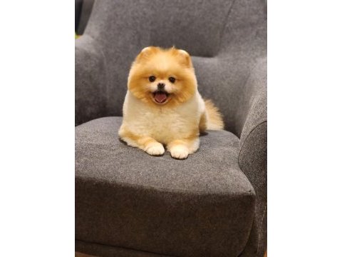 Fırsat hamile ayı surat dişi pomeranian