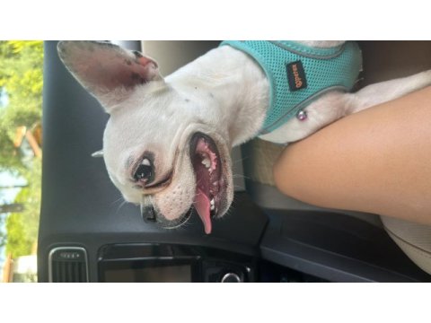 Ücretsiz dişi french bulldog