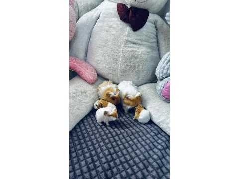 Ginepig yavruları