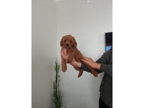 2.5 aylık koyu renk toy poodle