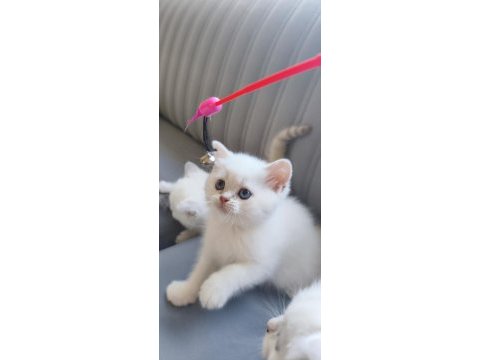 British shorthair yavrularımız