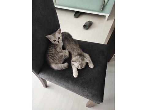 British shorthair kedimi sahiplendirmek istiyorum