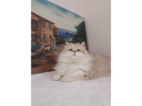 By11 ve cy1103 safkan şecereli british longhair yavru