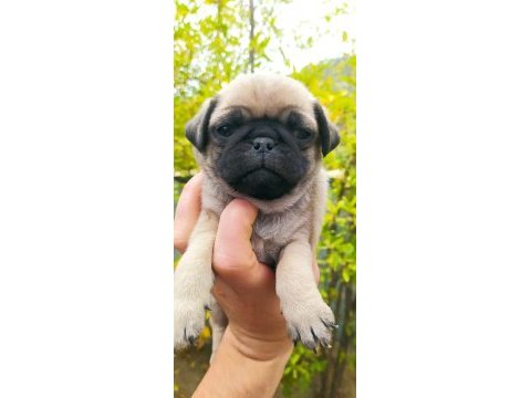 Krem pug yavruları