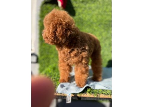 Toy poodle köpeği