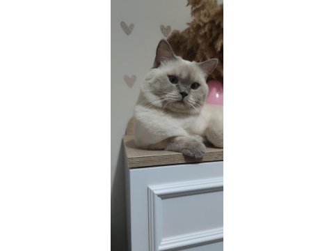 British blue point